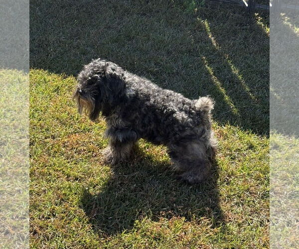 Medium Photo #6 - Mix Puppy For Sale in Lenoir, NC, USA