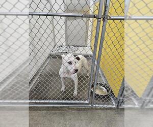 American Pit Bull Terrier-Unknown Mix Dogs for adoption in Temple, TX, USA