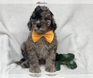 Labradoodle-Poodle (Miniature) Mix Puppy for sale in CEDAR LANE, PA, USA