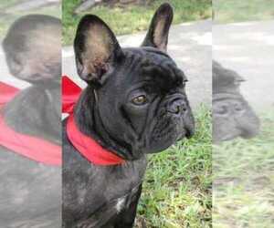 French Bulldog Puppy for Sale in TERRELL, Texas USA