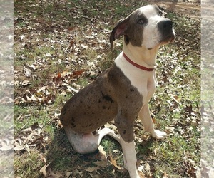 Father of the Great Dane puppies born on 09/03/2025