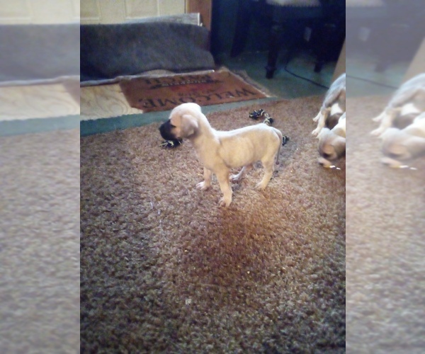 Medium Photo #4 Great Dane Puppy For Sale in SHELDON, IL, USA