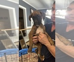 Puppy Mia Pink Boxer