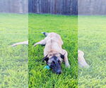 Small #10 Shepradors