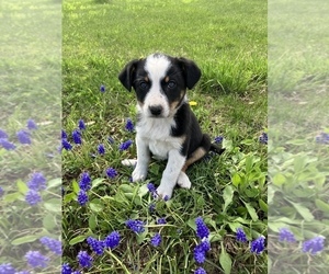 Australian Cattle Dog-Border Collie Mix Puppy for sale in HILLSBORO, WI, USA