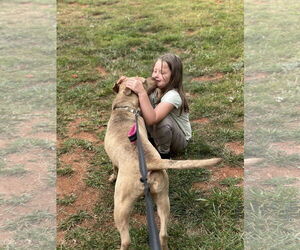 Chinese Shar-Pei-Labrador Retriever Mix Dogs for adoption in Atlanta, GA, USA