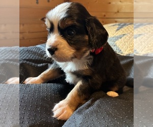 Aussalier Puppy for sale in PICAYUNE, MS, USA