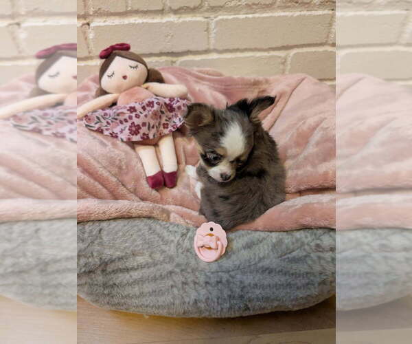 Medium Photo #3 Chihuahua Puppy For Sale in MIDLAND, TX, USA