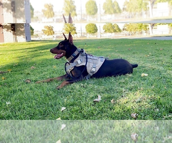 Medium Photo #7 Doberman Pinscher Puppy For Sale in YUCCA VALLEY, CA, USA