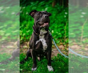 American Pit Bull Terrier-Unknown Mix Dogs for adoption in Coralville, IA, USA