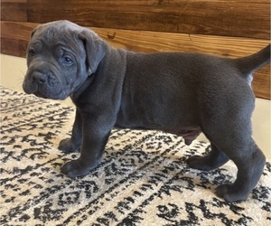 Medium Cane Corso