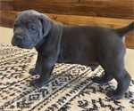 Puppy Smaug Cane Corso