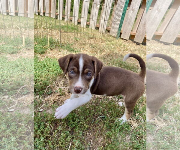 Medium Photo #1 Mutt Puppy For Sale in Hillsboro, MO, USA