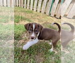 Small Mutt