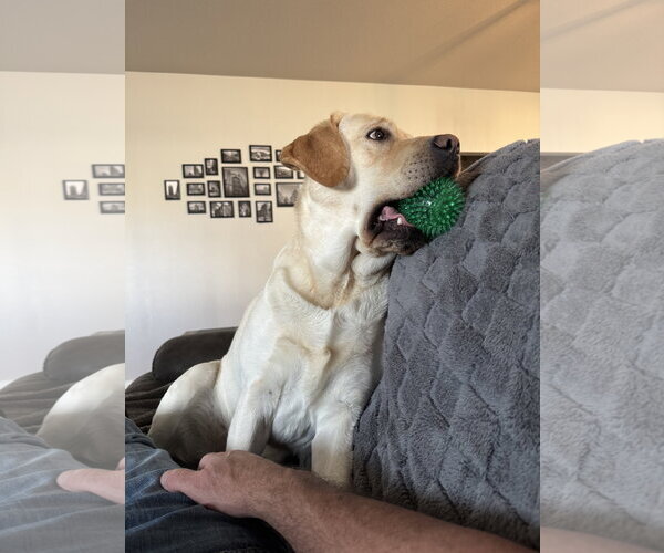 Medium Photo #2 Mutt Puppy For Sale in Fort Collins, CO, USA