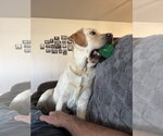 Small #1 Mutt