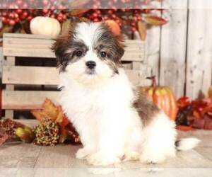 Maltese Puppy for sale in MOUNT VERNON, OH, USA