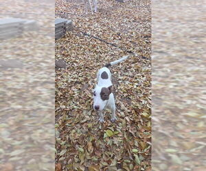 Miniature Bull Terrier Dogs for adoption in MIDWAY, UT, USA