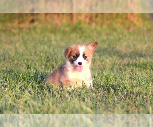 Medium Photo #6 Pembroke Welsh Corgi Puppy For Sale in FORT MADISON, IA, USA