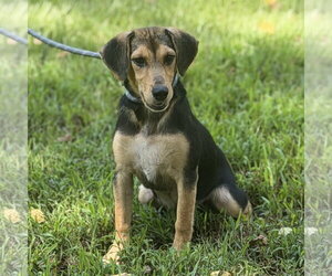 LUNA - Female Beagle Dog for Adoption - Photo #4
