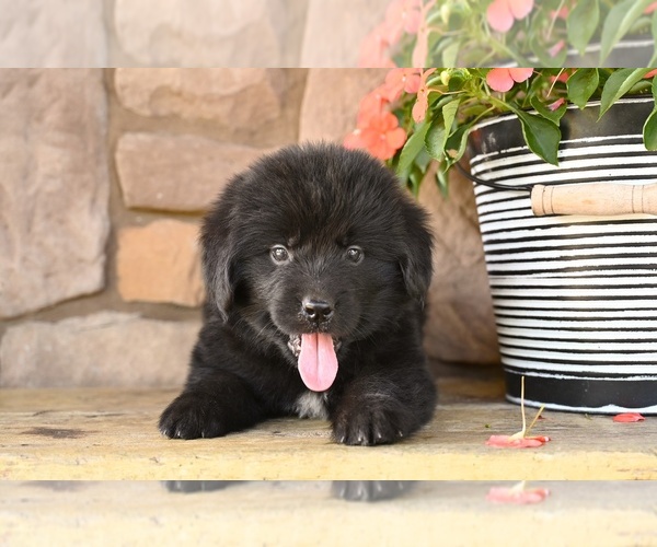 Medium Photo #2 Newfoundland Puppy For Sale in MILLERSBURG, OH, USA