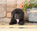 Small #1 Newfoundland