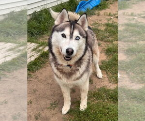 Siberian Husky-Unknown Mix Dogs for adoption in Muskegon, MI, USA
