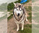 Small Siberian Husky Mix
