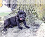 Small #2 Cane Corso