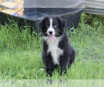 Puppy Buddy Australian Shepherd