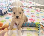 Small #6 Havanese