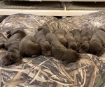 Small Photo #1 German Shorthaired Lab Puppy For Sale in CASSVILLE, MO, USA