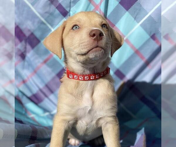 Medium Photo #6 Labrador Retriever-Unknown Mix Puppy For Sale in San Diego, CA, USA