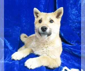 Shiba Inu Puppy for sale in NORWOOD, MO, USA