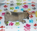 Small Photo #2 Pug Puppy For Sale in ORO VALLEY, AZ, USA