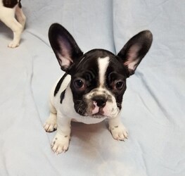 French Bulldog Puppy for sale in ADRIAN, MI, USA