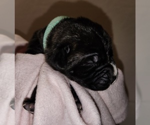 Cane Corso Puppy for sale in CAMBY, IN, USA