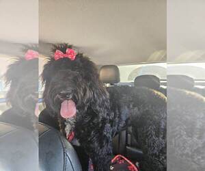 Saint Berdoodle Dogs for adoption in Pipe Creek, TX, USA