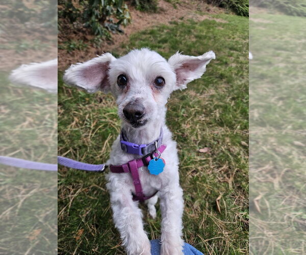Medium Photo #5 Maltipoo (Miniature) Puppy For Sale in Bellingham, WA, USA