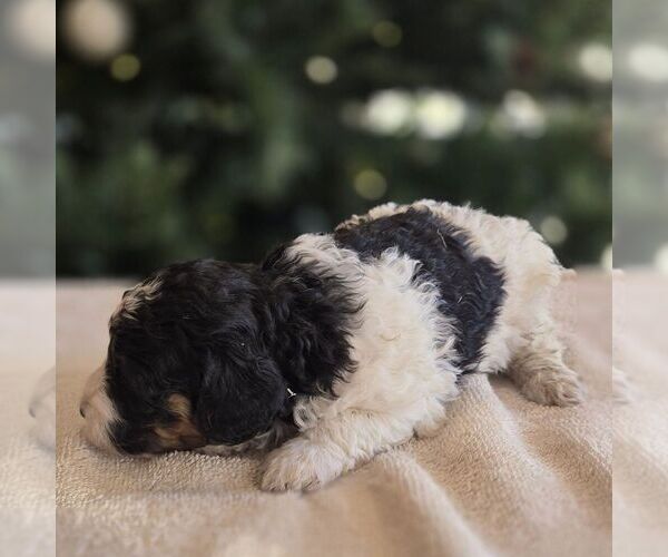 Medium Photo #2 Bernedoodle (Miniature) Puppy For Sale in NEW HOLLAND, PA, USA