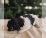 Small #1 Bernedoodle (Miniature)