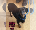 Small Dachshund