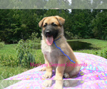 Small #5 German Shepherd Dog