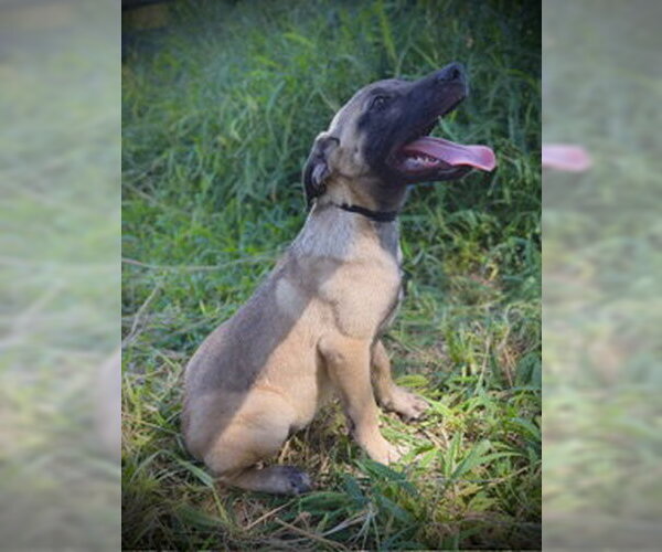 Medium Photo #2 Black Mouth Cur-Unknown Mix Puppy For Sale in Pleasanton, TX, USA
