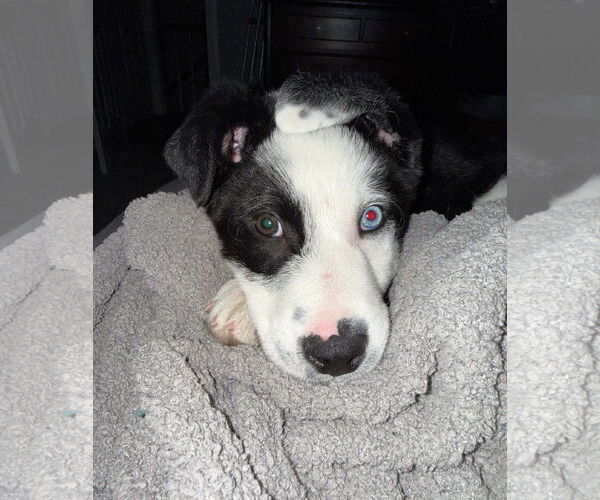 Medium Photo #1 Border-Aussie Puppy For Sale in Wheaton, IL, USA