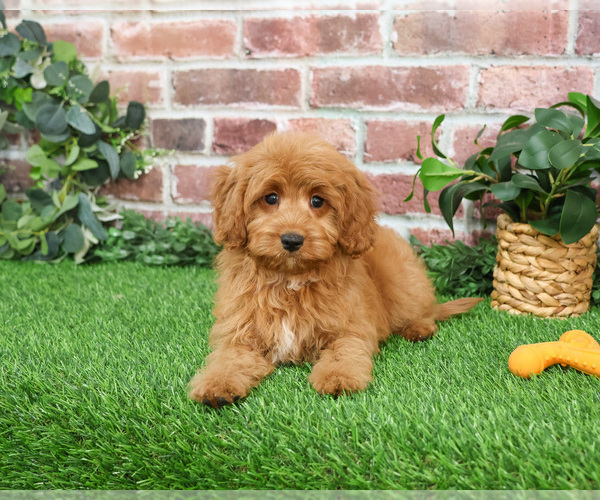Medium Photo #14 Cavapoo (Miniature) Puppy For Sale in SYRACUSE, IN, USA