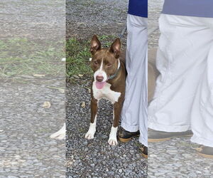 Labrador Retriever-Unknown Mix Dogs for adoption in Rustburg, VA, USA
