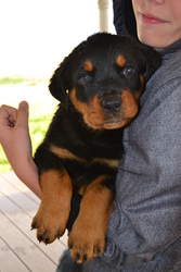 Rottweiler Puppy for sale in STONEHAM, CO, USA
