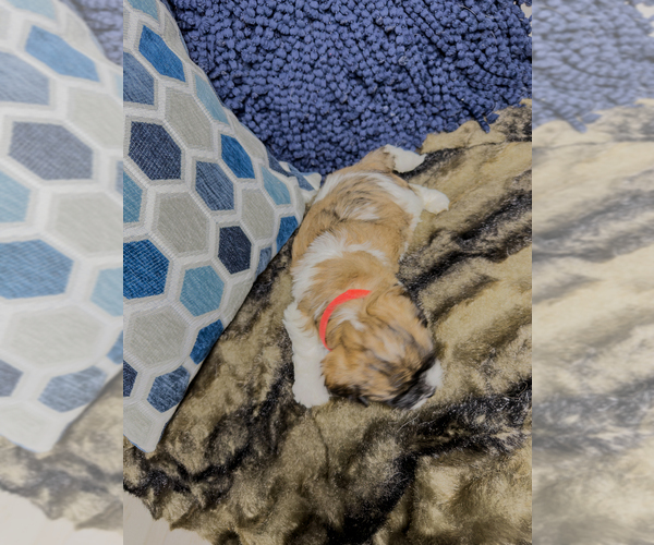 Medium Photo #20 Zuchon Puppy For Sale in CLERMONT, FL, USA