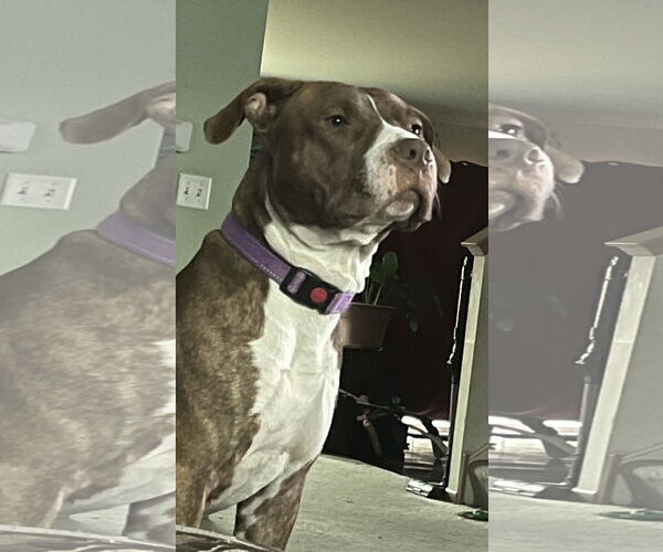 Medium Photo #7 Mutt Puppy For Sale in GILBERTS, IL, USA